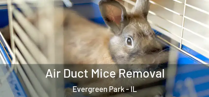 Air Duct Mice Removal Evergreen Park - IL
